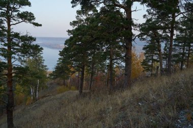 Sonbahar manzarası dağdan büyük nehre, ormandaki altın yapraklar ve yeşil köknar ağaçları. Ormanda sonbahar zamanı. Sonbahar.