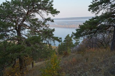 Sonbahar manzarası dağdan büyük nehre, ormandaki altın yapraklar ve yeşil köknar ağaçları. Ormanda sonbahar zamanı. Sonbahar.
