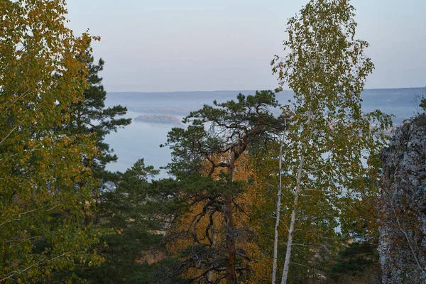 Jesienny Widok Góry Dużą Rzekę Lesie Złotymi Liśćmi Zielonymi Jodłami — Zdjęcie stockowe