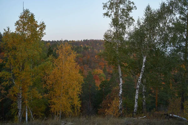 Autumn View Mountain Big River Forest Golden Leaves Green Fir — Stock Photo, Image