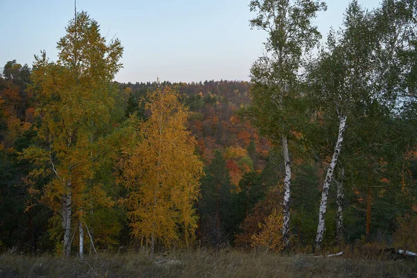 秋天的景色从山上到大河 在森林里有着金黄的树叶和翠绿的冷杉树 秋天在森林里 — 图库照片