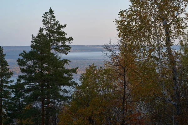 Осенний Вид Горы Большую Реку Лесу Золотыми Листьями Зелеными Елками — стоковое фото