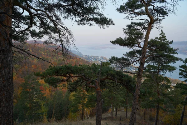 Осінній Вид Гори Велику Річку Лісі Золотим Листям Зеленими Ялиновими — стокове фото