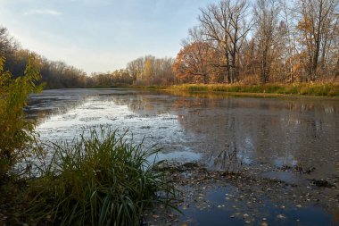 Gölün sonbahar manzarası, ormanda altın yapraklarla. Ormanda sonbahar zamanı.