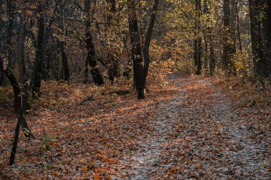 Gölün sonbahar manzarası, ormanda altın yapraklarla. Ormanda sonbahar zamanı.