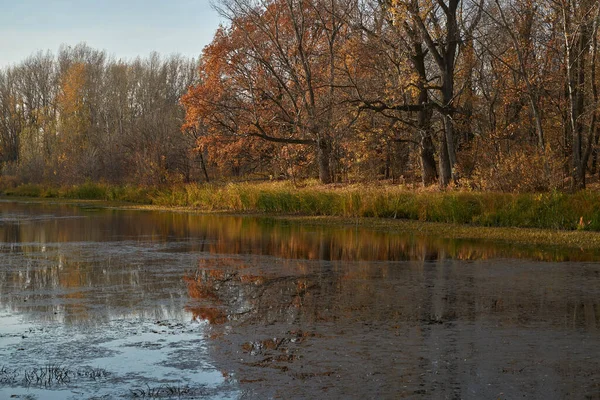 黄金の葉の森の中で 湖の秋の景色 森の秋の時間 — ストック写真