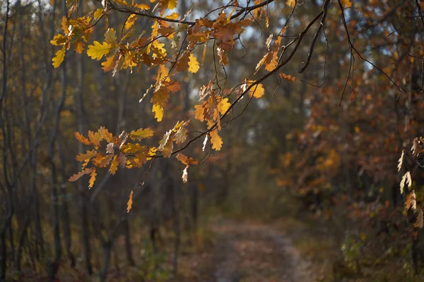 Niewyraźne Bokeh Jesiennych Liści Lesie Ciepły Słoneczny Dzień Jesienny Las — Zdjęcie stockowe