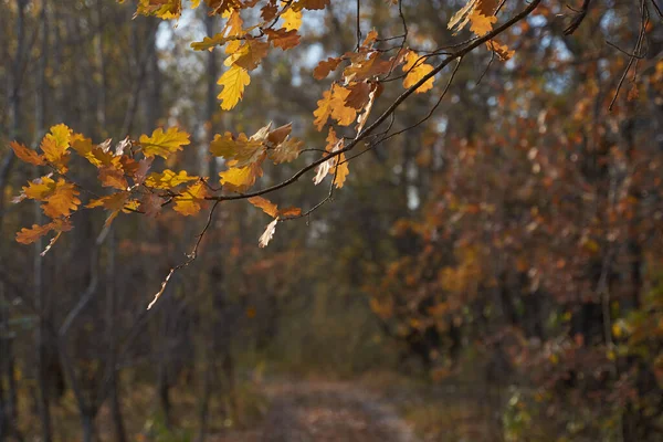 Niewyraźne Bokeh Jesiennych Liści Lesie Ciepły Słoneczny Dzień Jesienny Las — Zdjęcie stockowe