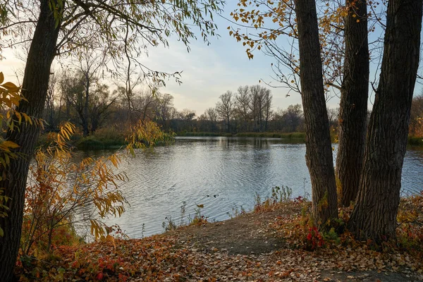 Gölün sonbahar manzarası, ormanda altın yapraklarla. Ormanda sonbahar zamanı.