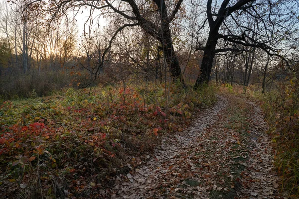 Vista Otoñal Del Lago Bosque Con Hojas Doradas Otoño Bosque —  Fotos de Stock