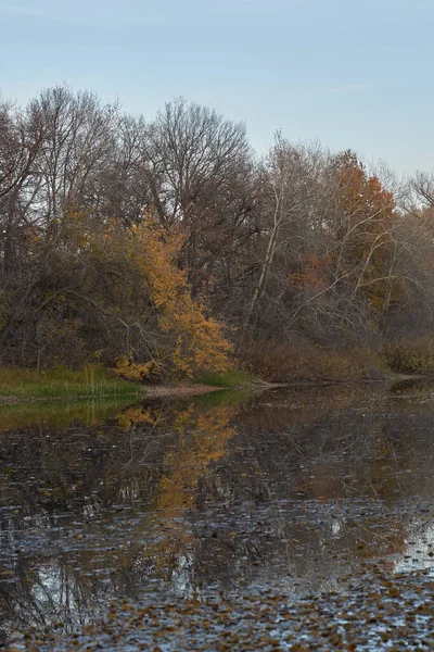 Autumn View Lake Forest Golden Leaves Autumn Time Forest — Stock Photo, Image