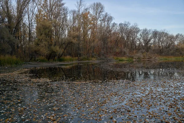 Autunno Vista Lago Nella Foresta Con Foglie Oro Autunno Nella — Foto Stock