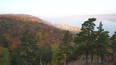 Sonbahar manzarası dağdan büyük nehre, ormandaki altın yapraklar ve yeşil köknar ağaçları. Ormanda sonbahar zamanı. Sonbahar.