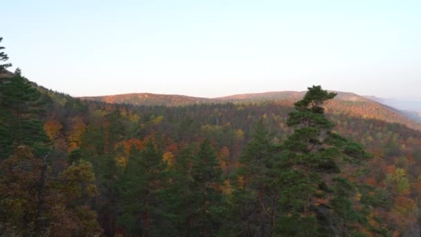 Осенний Вид Горы Большую Реку Лесу Золотыми Листьями Зелеными Елками — стоковое видео