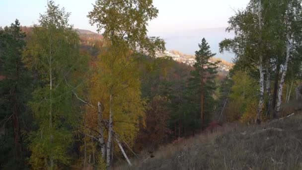 Herbstlicher Blick Vom Berg Auf Den Großen Fluss Wald Mit — Stockvideo