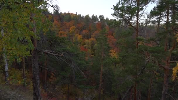 Podzimní Pohled Hory Velkou Řeku Lese Zlatými Listy Zelenými Jedlemi — Stock video