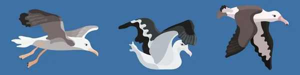 Albatros de aves estilo plano colección de dibujos animados nuevo — Vector de stock