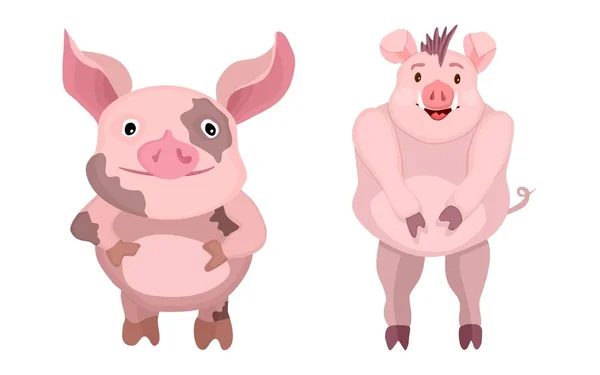 Personnages plats de dessin animé. cochons roses brillants — Photo