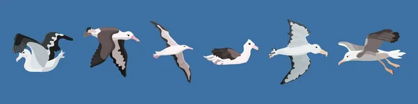 Albatross Fågel Södra Kalla Havet Och Antarktis — Stockfoto