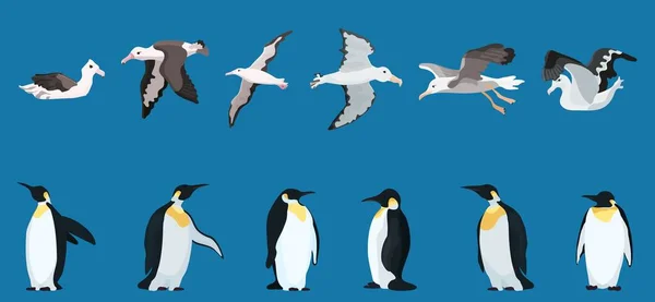 Albatrozes Pinguins Grande Seleção Personagens Brilhantes Ilustração Imagem — Fotografia de Stock