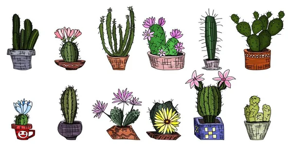 Heldere Cactussen Potten Home Planten Uit Een Kas Met Bloemen — Stockvector