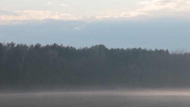 密林と霧が水に覆われた夕方の川岸の美しい自然シーン — ストック動画