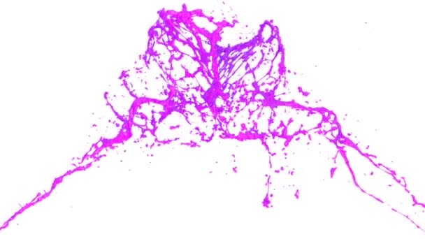 Фиолетово Розовые Пятна Краски Сталкиваются Замедленной Съемке Изолированные Белом Фоне — стоковое видео