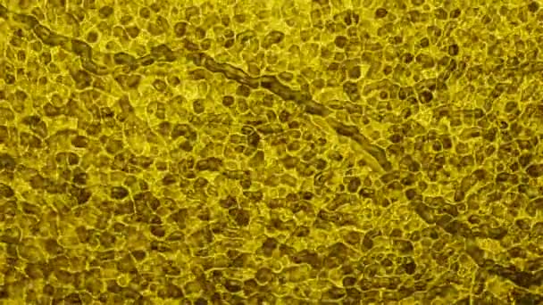 黄色移动和变形细胞的抽象生物学背景 — 图库视频影像