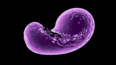 Soyut mor parlayan sıvı sıçramaları ve siyah arka plan üzerinde izole, dönmeye devam ediyor