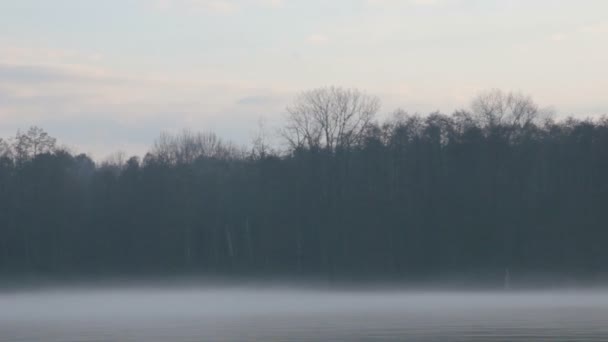 Ceață Malul Râului Pădure Densă Seara — Videoclip de stoc
