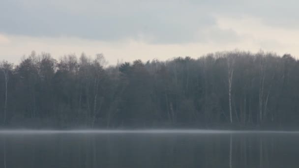 傍晚有茂密的森林和水上的雾 — 图库视频影像