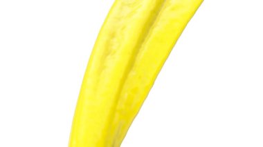 Akan sarı renk, beyaz arka plan üzerinde izole