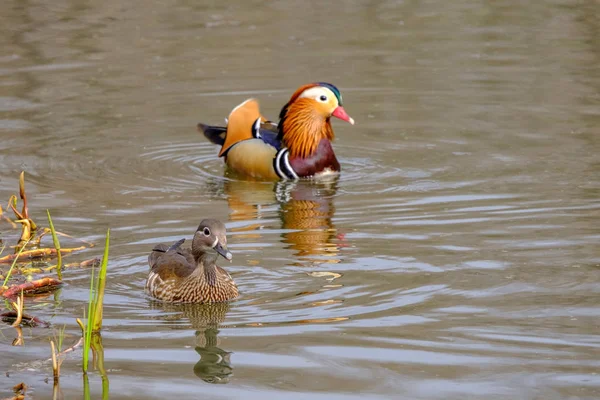 Mandarin Ankor Dammen — Stockfoto