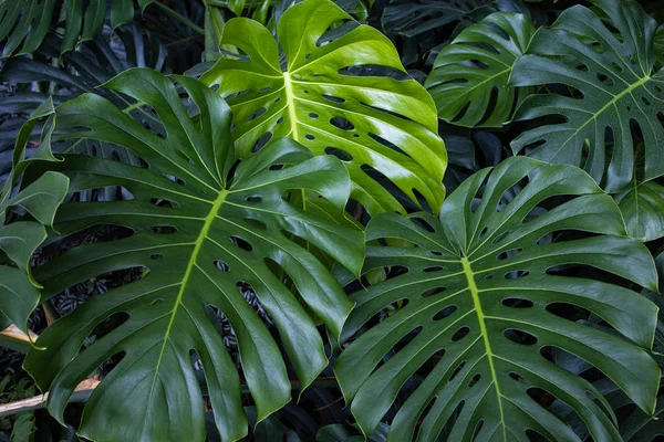 Большой лист зеленого растения Monstera — стоковое фото