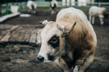 Arjantin boğası cinsi et için yetiştirilir.