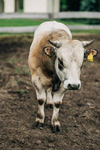 Raça de touro argentino criado para carne — Fotografia de Stock