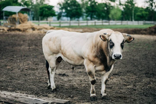 アルゼンチンの雄牛の品種は肉のために飼育 — ストック写真