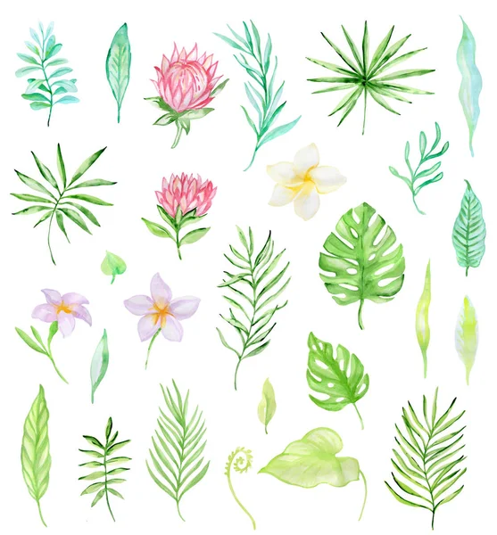 Hand Drawn Watercolor Set Tropical Flowers Green Leaves Isolated White — Stock Photo, Image