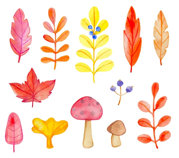 Set di foglie e funghi vettoriali ad acquerello — Vettoriale Stock