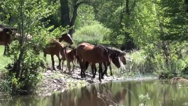 Mandria di cavalli che entrano in acqua — Video Stock