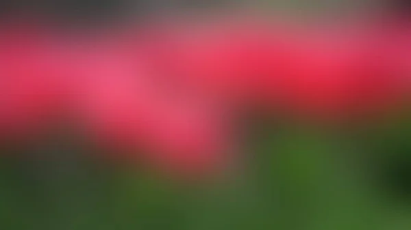 Vektor rozostření pozadí z pole červený květ — Stockový vektor