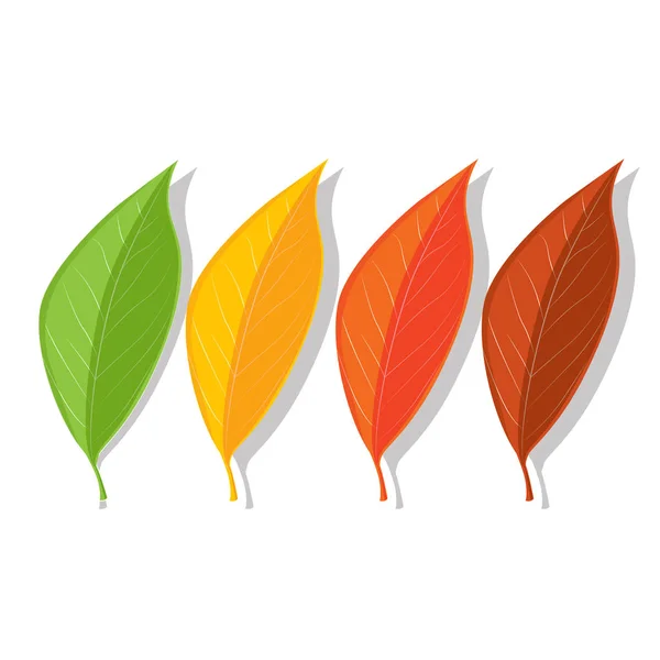 夏と秋の4つの葉のセット。緑、黄、オレンジ、赤 — ストックベクタ