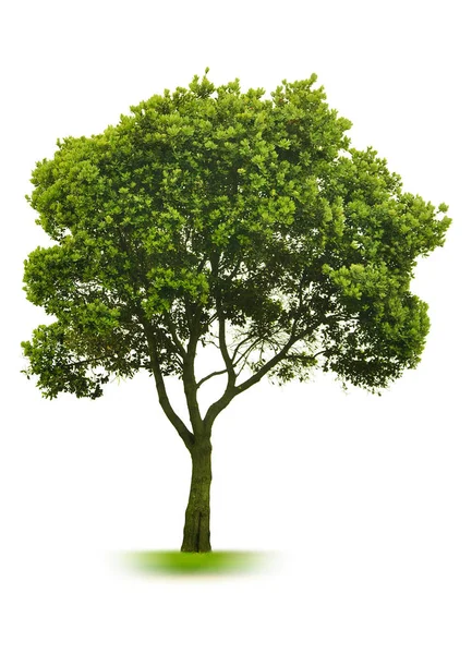 Groene Boom Witte Achtergrond Boom Uniek Heeft Een Heleboel Bladeren — Stockfoto