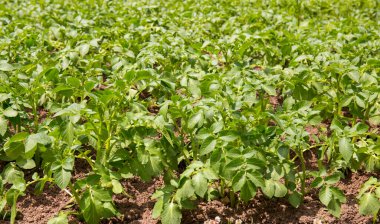 Patates tarlaları tarlada yetişir. Sebze sıraları. Çiftçilik, tarım. Tarımsal arazi manzarası. ekinler