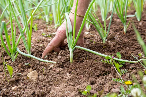 Cebolas Jovens Campo Tillage Hoeing Cebolas Naturalmente Plantadas — Fotografia de Stock