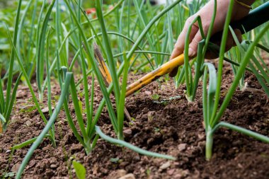Tarlada taze soğanlar. Ekin biçme ve çapalama. Doğal olarak soğan ektim.