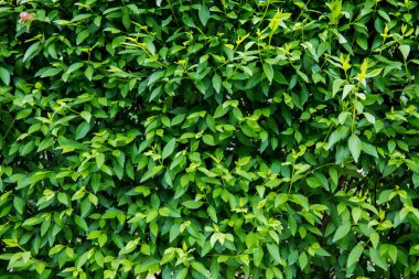 Yeşil yaprakların doğal arka planı. Bahçe çiti