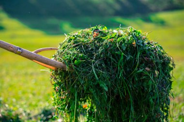 Çimleri tırmıkla biçen adam. Sürdürülebilir permakültür ve geleneksel saman için organik çiftlikte mevsimlik iş.