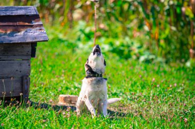 Köydeki yaşlı köpek köpek köpek kulübesinin önündeki yeşil tarlada duruyor. Küçük, sevimli ve sağlıklı köpek arkadaş arıyor..