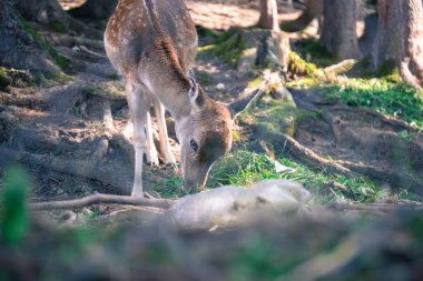 Vahşi hayvanlar. Roe geyiği ve düşkün geyik ormanda. Doğal ortam. Dokunulmamış doğa, otla beslenirler.